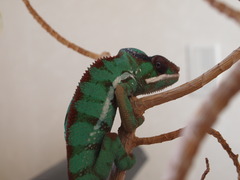 P5268990