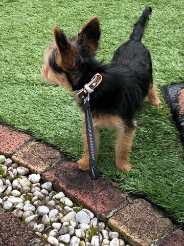 犬