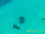 カメ
