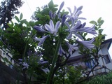 御蔵の花
