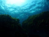 癒し系