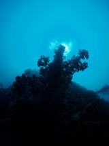 沖の根