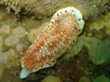 s-P1010116