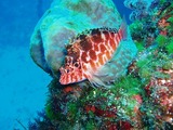 s-0801010008