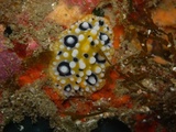 s-0806220015