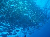 s-P6210044