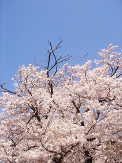 桜の季節