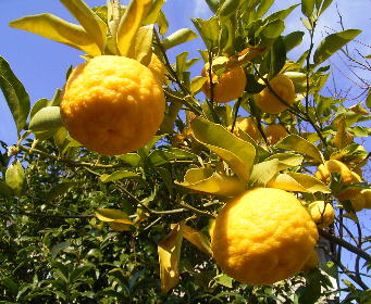 yuzu