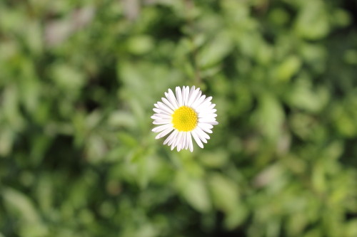 DPP_0063