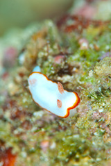 �ޥˡ���