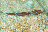 Solenostomus-cyanopterus-002