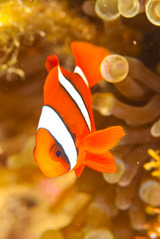 Amphiprion-clarkii-019