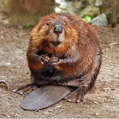 AmericanBeaver