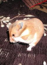 ham4