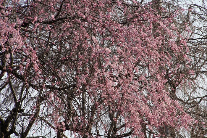 20170402IMG_0052