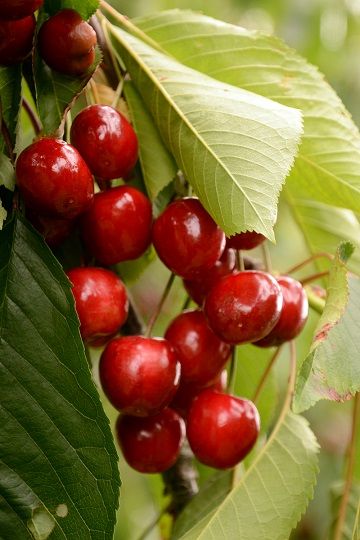 45temps des cerises DSC_6825ab