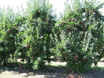 pommier