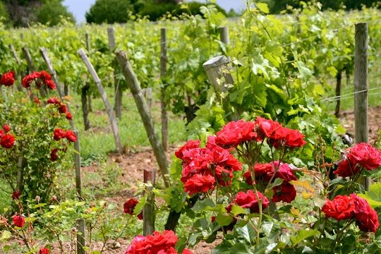 45rose vigneDSC_6865ab