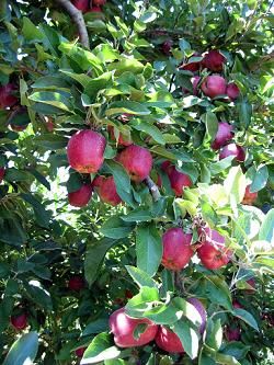 pomme