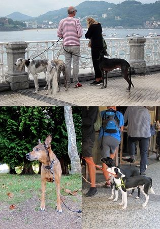 450chien