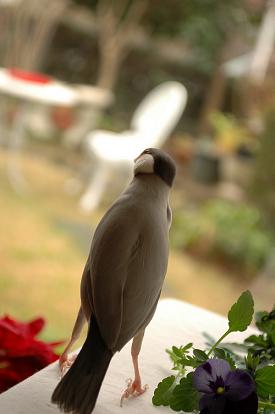 jardin