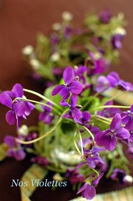 violet