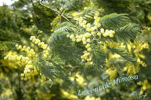 vent de mimosa