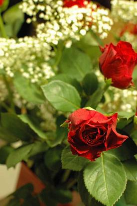 rose