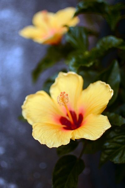 40DSC_3597ab