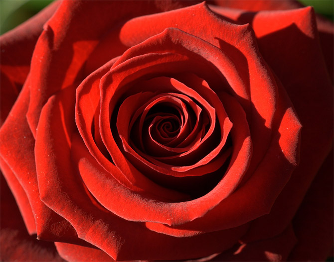 roses (21)