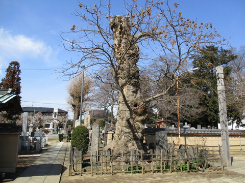 100ムクロジ