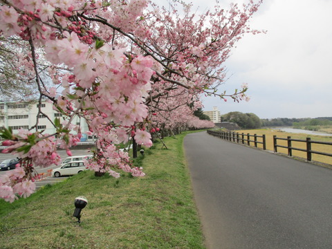 221思川アプローチ9