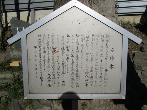 238御神木3