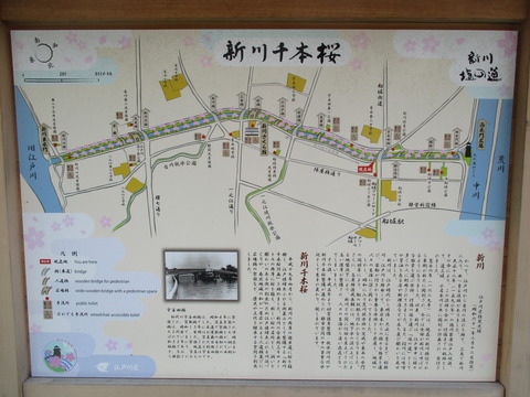 29新川千本桜2