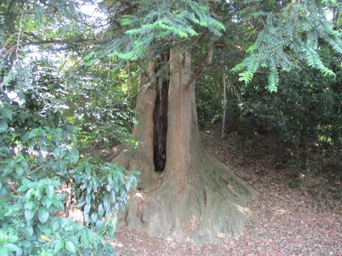 131徳星寺15