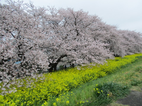 100熊谷桜堤6