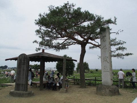 110菖蒲城址あやめ園9