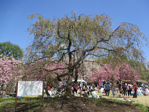 68滝桜1