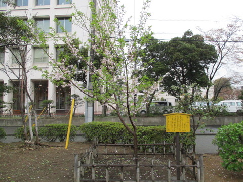 13中央公園4