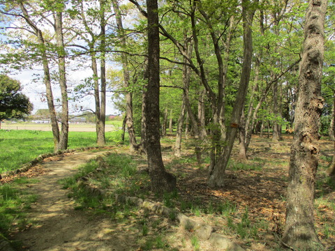 171蔓巻公園3