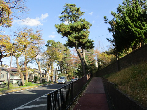 137改めて旧東海道松並木4
