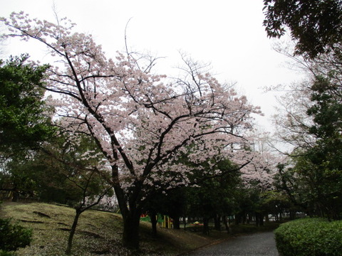 17中央公園8