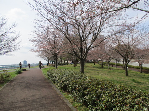 09小松川千本桜4