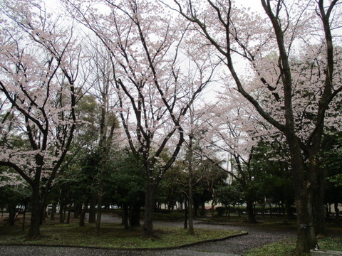 19中央公園10