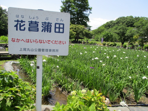 165花しょうぶ田3