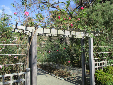 115バラ園1