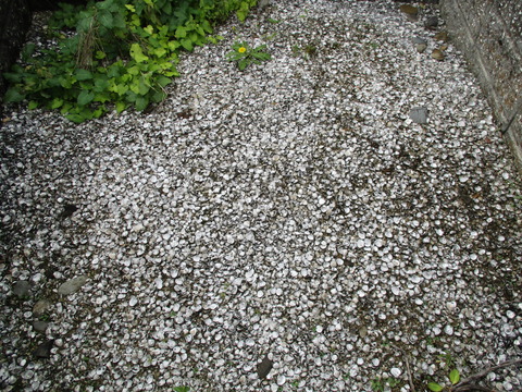 151正福院貝塚4