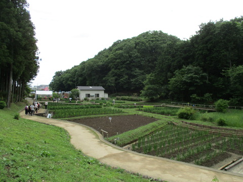 95吹上しょうぶ公園17