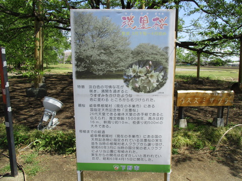 55淡墨桜2