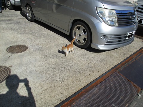 46猫1